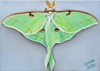 Luna Moth Commission by Susanna Pantas